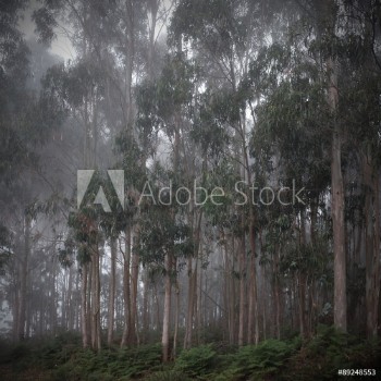 Picture of Eukalyptuswald im Nebel